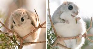 The Cutest, Little Squirrels Ever Can Only Be Found On This One Island