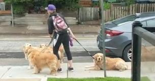 10 Videos That Confirm Golden Retrievers Are The Most Hilarious Dog Breed