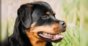 Science Has Officially Confirmed That Dogs Know A Bad Person When They See One
