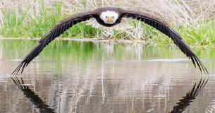 Fotograaf maakt unieke foto van Amerikaanse zeearend die de wereld versteld doet staan