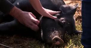 Jon Stewart's 12-Acre Farm Has Been Converted To A Safe Haven For Animals