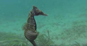 Des plongeurs filment un hippocampe en gestation ne sachant pas que le moment était venu pour lui de mettre ses bébés au monde