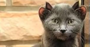 Rare Cat Is Born With Extra Set Of Ears - Yoda They Named Him
