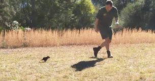 Baby Tasmanian Devil Just Wants To Be Cuddled And Won’t Stop Chasing His Keeper Until He Is