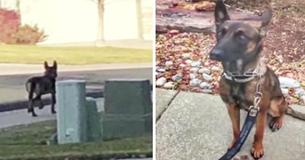 Abandoned Dog Left For Dead Turns Out To Be Distinct Breed - Ends Up Becoming Bomb-Sniffing K-9 Hero.