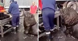Giant Sea Lion Wanders Into Fish Market And Asks For A Snack