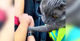 Dying Cat Comforts Grief-Stricken Owners On Final Trip To The Vet