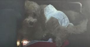 Owners Left Dog In Hot Car Wearing A Diaper While They Went On Hike