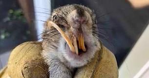Farmer Finds Squirrel With Curly, Overgrown Teeth And Takes Him Home To Save His Life