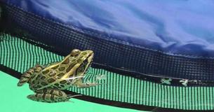 Man’s Genius Invention Is Saving Thousands Of Small Animals From Drowning In Pools