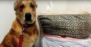 Dog Abandoned At Animal Shelter With All Of His Toys And Bed