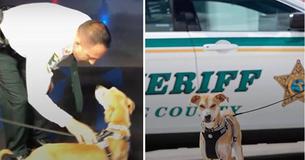 Starving Dog Discovered With Snout Taped Shut Given Second Chance At Life As A Sherriff's Deputy