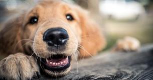 8 Reasons You Should Adopt Your Next Dog