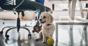 Bring Your Dog To Work Day Is Happening  Mark June 21st In Your Calendar To Raise Money For Animal Charities