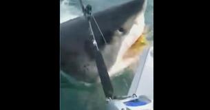 Huge Shark Stuns New Jersey Fishermen With Real-life ‘Jaws’ Moment