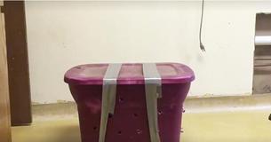 Someone Dumped This Taped Box Full Of Animals On Animal Shelter's Doorstep