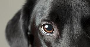 Dogs Eyes Evolved So Humans Would Like Them More