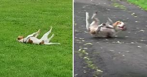 Dog With 'Fainting Goat Syndrome' Freezes Up And Collapses When Excited, Leaves Veterinarians Stumped