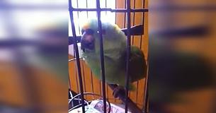 Parents Bring Home Their Newborn Baby, And Their Parrot Has A Reaction You Won't Believe Until You Hear It