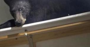 Bear Falls Asleep In Closet After Entering Home