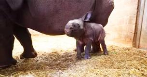 Rhinoceros Mother Goes Through 488-Day Pregnancy To Give Birth To 123-Pound Baby At The Buffalo Zoo