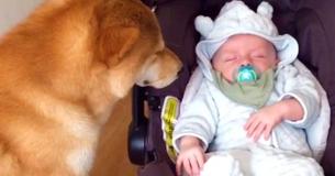 Mom Catches Moment She Brings Her Baby Home On Video, But It’s The Dog’s Reaction That Has Everyone In Awe