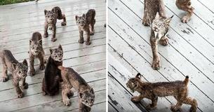 He Went To Get The Newspaper, But His Heart Skipped A Beat When He Saw This
