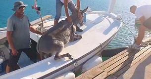 Tierquäler setzen Esel ohne Wasser auf Insel aus: Mit Boot gerettet