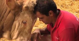 This Bull Lived His Entire Life Chained To A Rail - Watch His Shocking Reaction To The Man Wearing Red