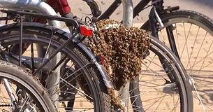 Bienen-Alarm in Berlin: Schwärme besetzen Ampeln, Fenster und Balkone
