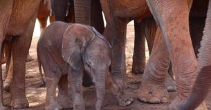 Wild Elephant Brings Her New Baby To Meet The People Who Rescued Her 10 Years Ago