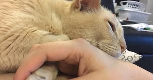 13-Year-Old Cat Left In A Shelter Can Only Sleep Holding Hands With His New Mother