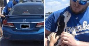 Royals Fans Break Puppy Out Of Hot Car At Kauffman Stadium