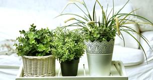 Women Who Surround Themselves With Plants Actually Live Longer