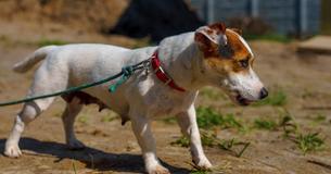 Hund zieht sein Herrchen ins Gebüsch - und rettet damit ein Baby vor dem Tod