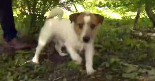 Hero Jack Russell Draws Owner Into Underbrush To Find Baby Abandoned By Mother