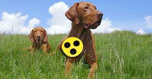 Sie führt ihn durchs Leben: Ein Blindenhund für einen Hund