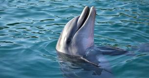 Dolphin Jumps Out Of The Water Only To Give Dog A Kiss