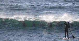 Dolphin Plays Joke On Stand-Up Paddle Boarder Just For Fun