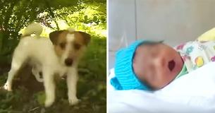 Heroic Jack Russell Leads Owner Into Bushes To Find 'Abandoned Baby'