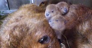 Pittsburgh Zoo’s Busy Beaver Parents Welcome 7 Adorable Babies