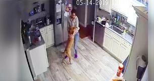 Guy Discovers What His Dog And Girlfriend Do While He's Gone
