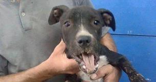 This Rescue Group Decided To Fake The Death Of An Abused Dog To Save Her From Cruel Owner