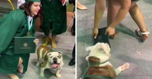Ambitious Dog Recklessly Claims College Grad's Diploma As His Own