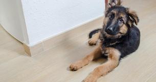 Polizist rettet im Einsatz Welpen – adoptieren ihn dann