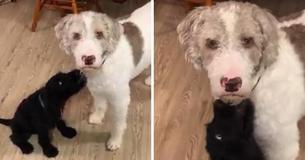 Dog Can't Understand Why His Family Got A New Puppy Without Asking Him First