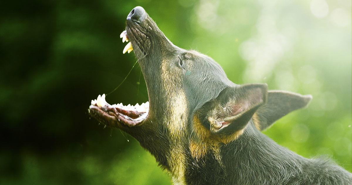 Instinctually According To Science, Dogs Instinctually Know A Bad Person When They ...