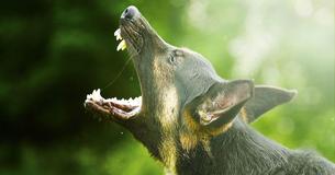 According To Science, Dogs Instinctually Know A Bad Person When They See One
