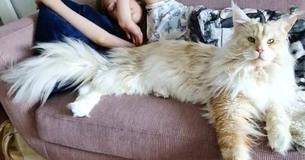 You Have To Meet The Giant Maine Coon Cat Who’s Taking The Internet By Storm