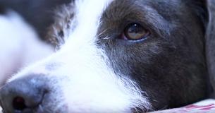 Dog Found Lying Next To Owner Who'd Passed Away 6 Weeks Prior